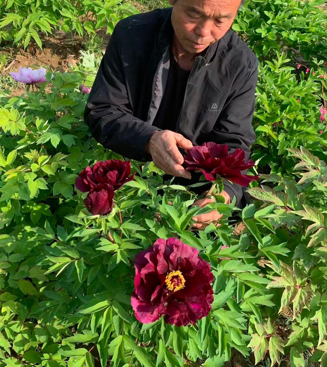 Random and lost tag large flower tree peony with flowers - Image 11