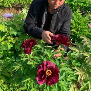 Sai Mo Lian tree peony