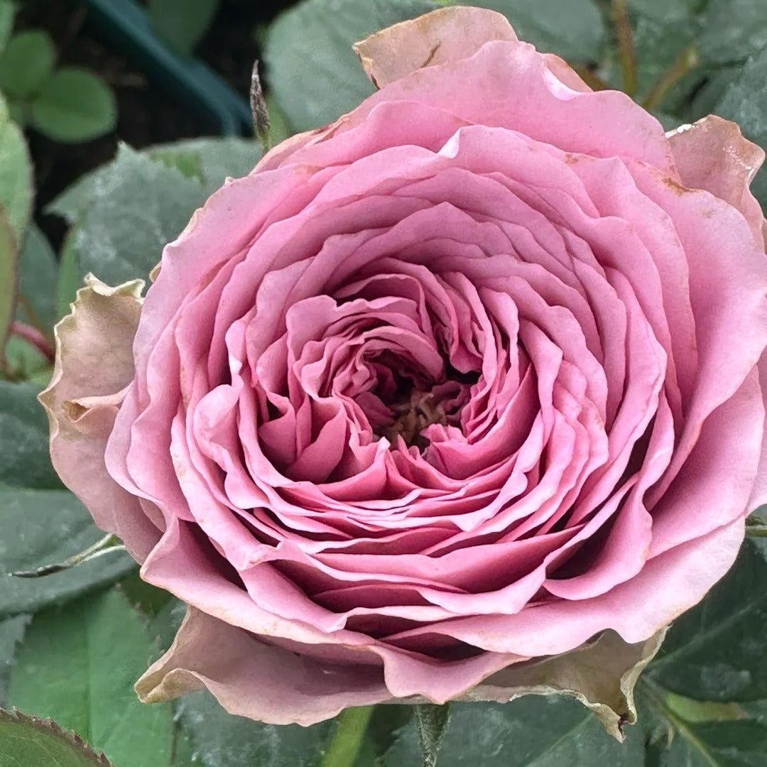 Smokey eyes garden rose plant large flower bush deciduous shrub - Image 3