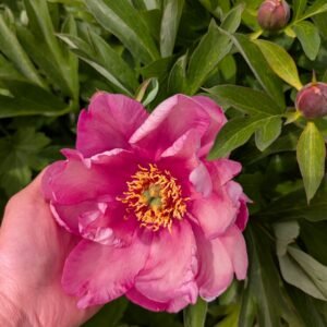Julia Rose Itoh Peony