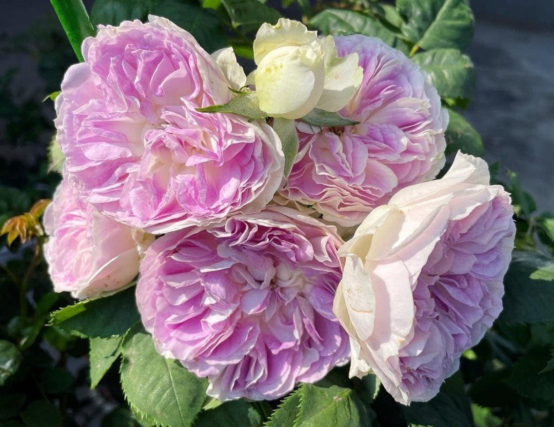 Blue Moonstone color changing Japanese garden rose plant - Image 3