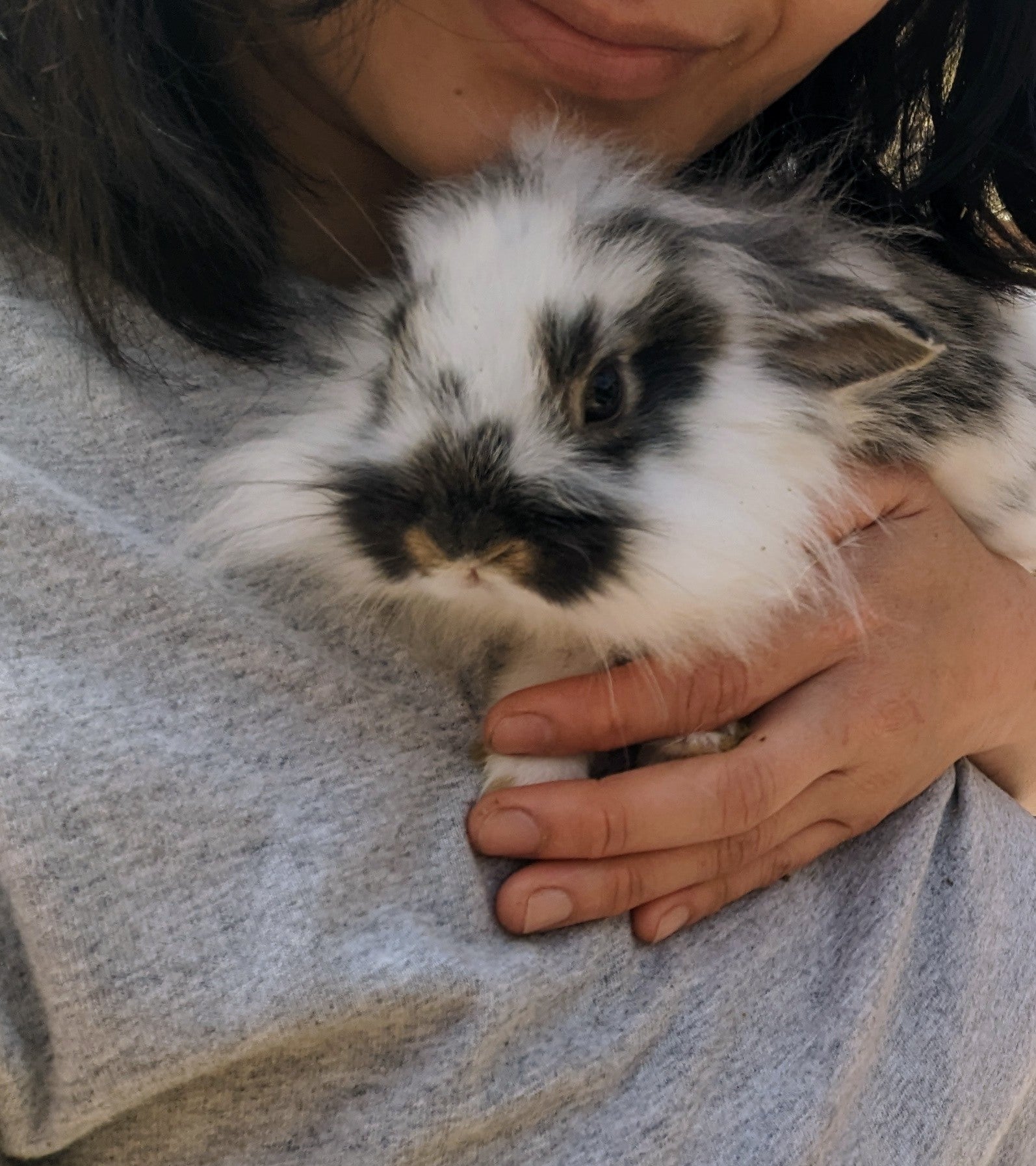 2-6 month old bunny rabbits - Image 5