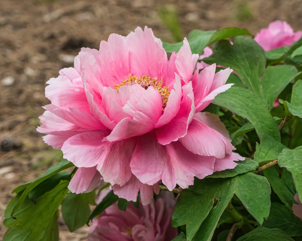 "Large Hu's Red" large flower tree peony - Image 9