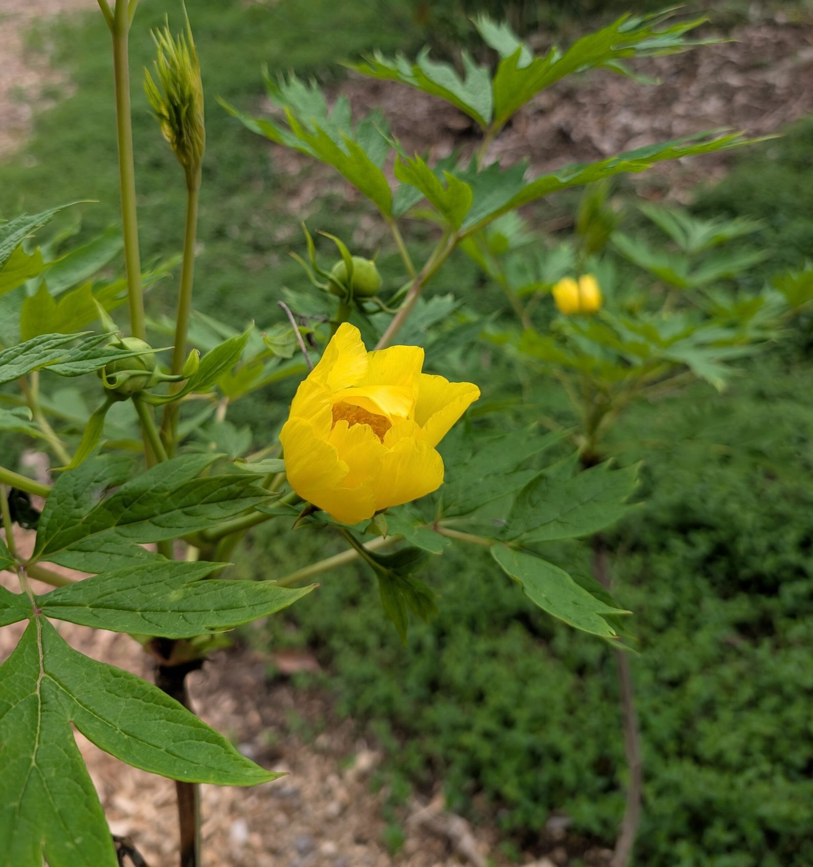 Tibetan tree peony - Image 2