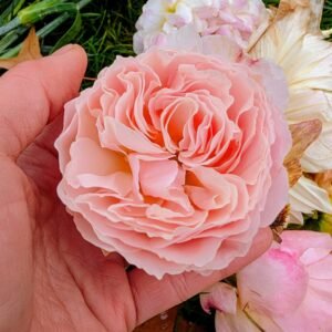 New thornless rose plant large flower bush deciduous shrub