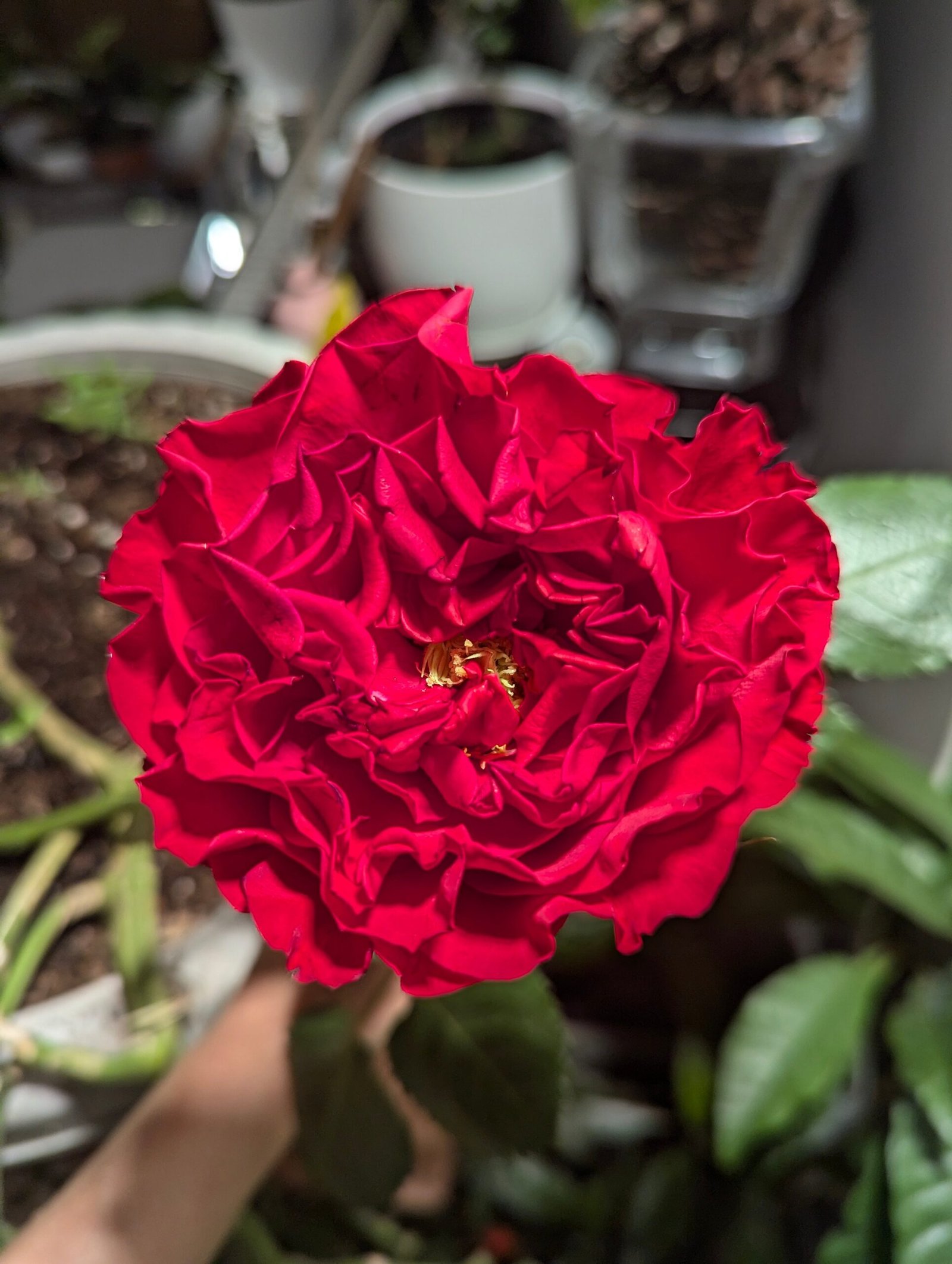 Red wedding garden rose plant flower bush deciduous shrub - Image 3