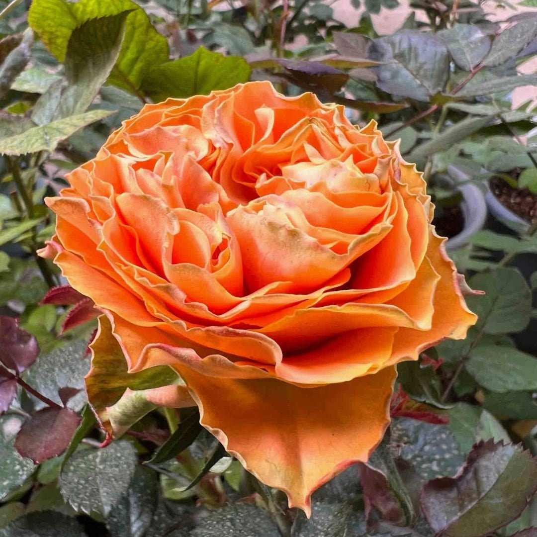 Copper Kiss garden rose plant flower bush - Image 3
