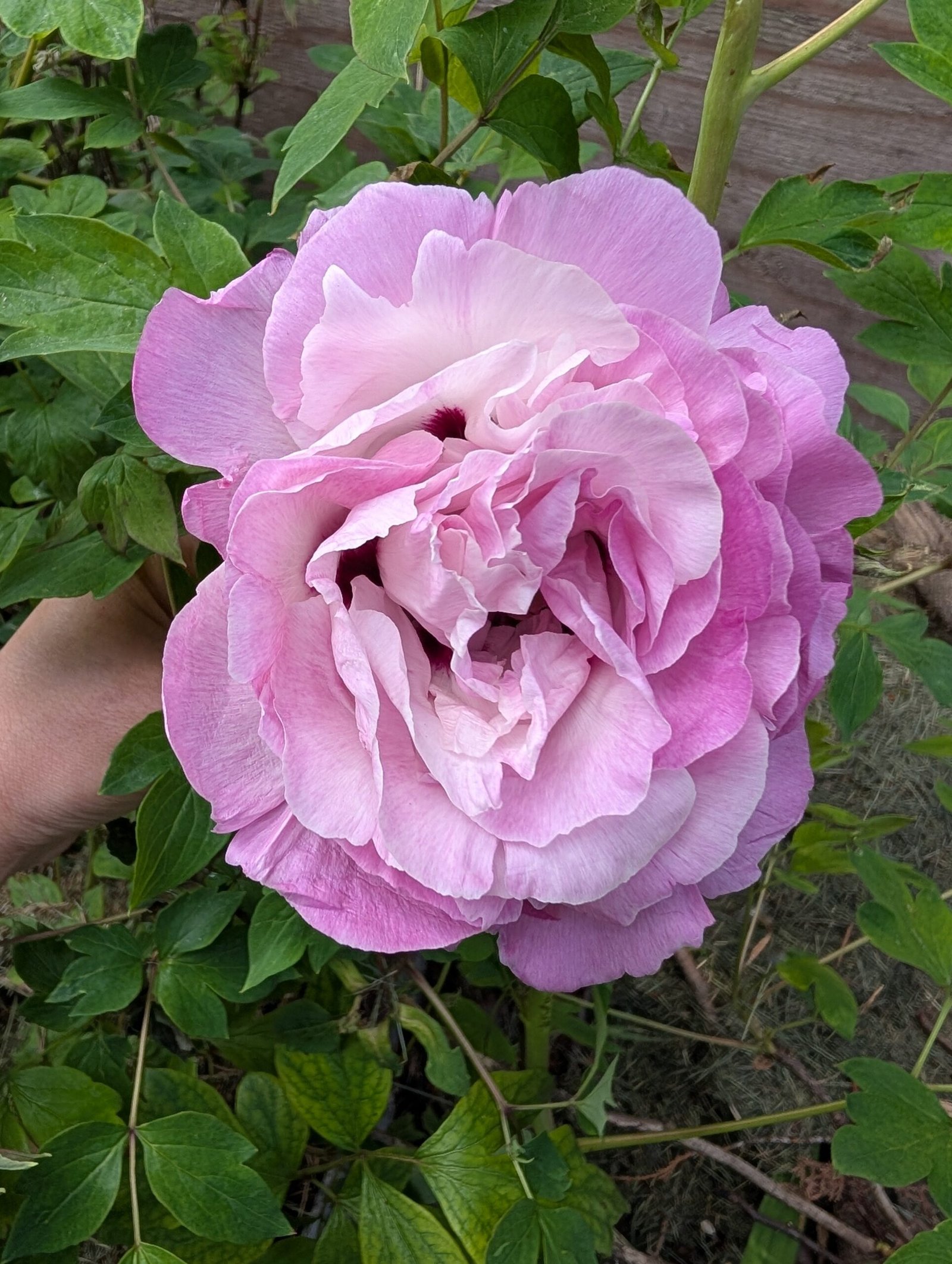 tree peony - Image 6