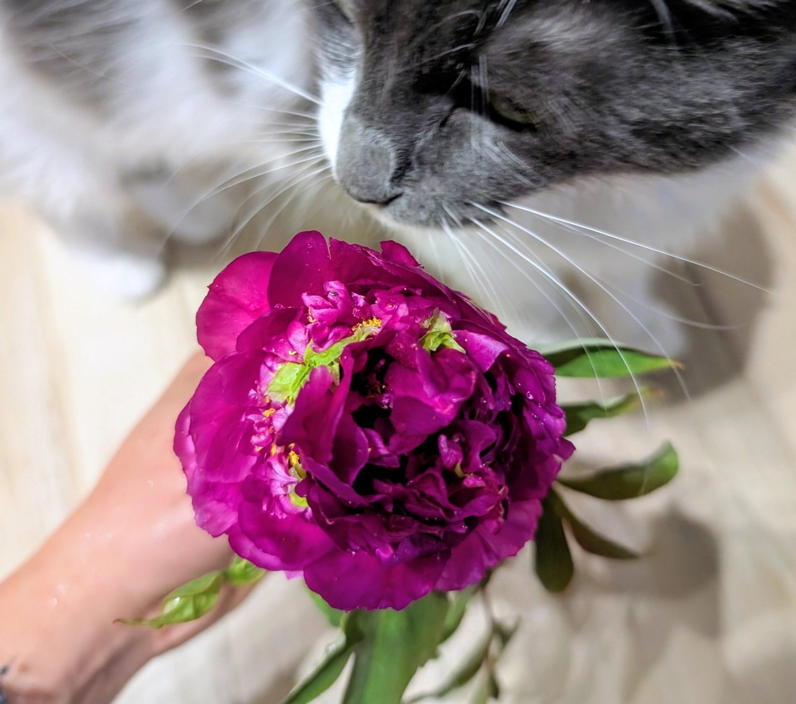 "Champion Crown" large flower tree peony - Image 17