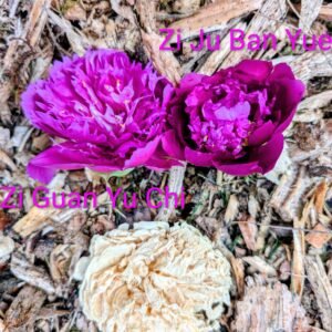 Chrysanthemum Moon Zi Ju Ban Yue tree peony