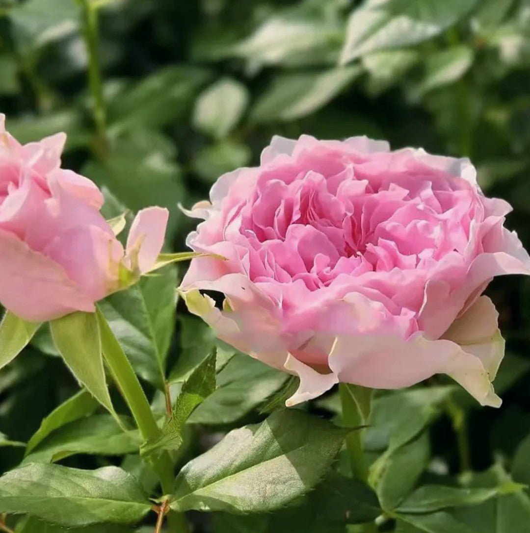 Country S. Peonia garden rose plant flower bush deciduous shrub - Image 2