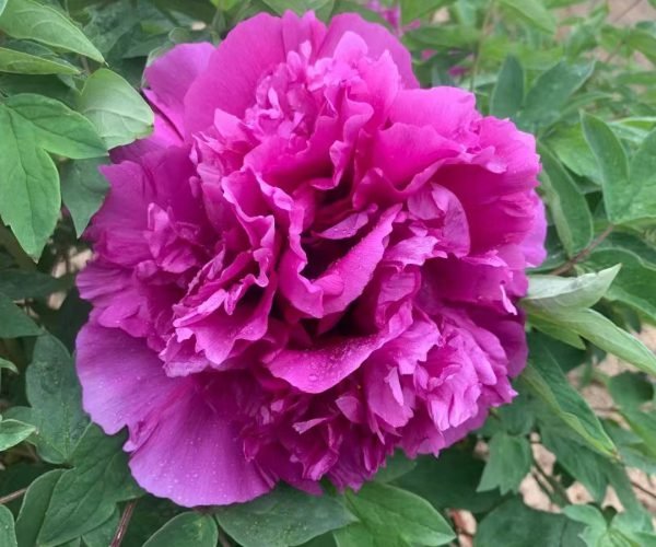 Purple Blue King tree peony - Image 2