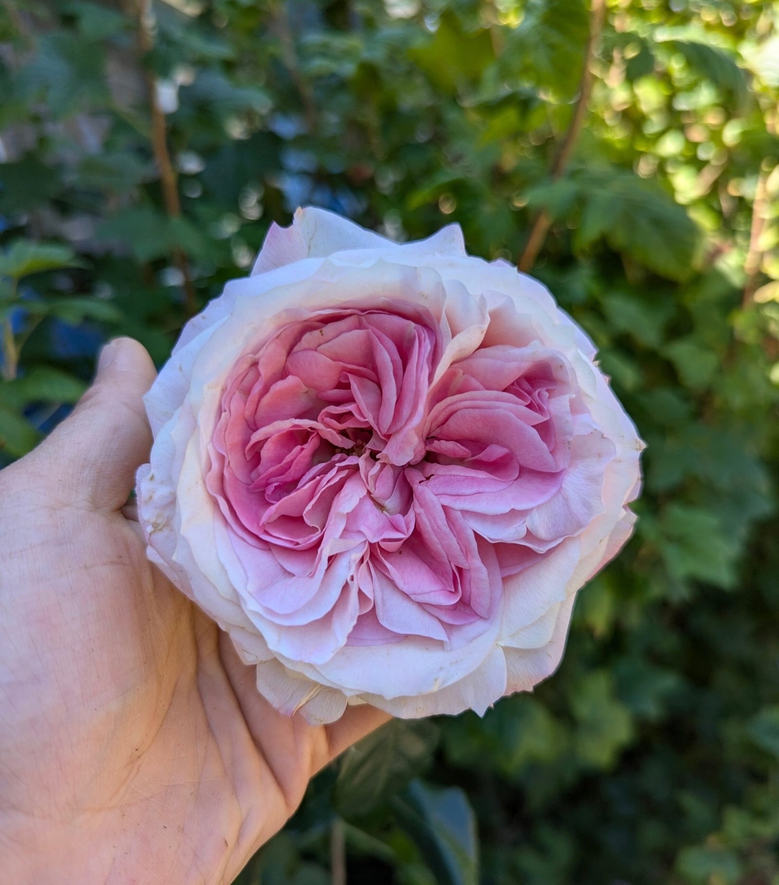Mayra Bridal garden rose plant flower bush shrub - Image 3
