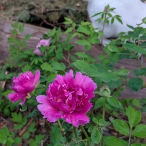 Zi Guan Yu Chi tree peony