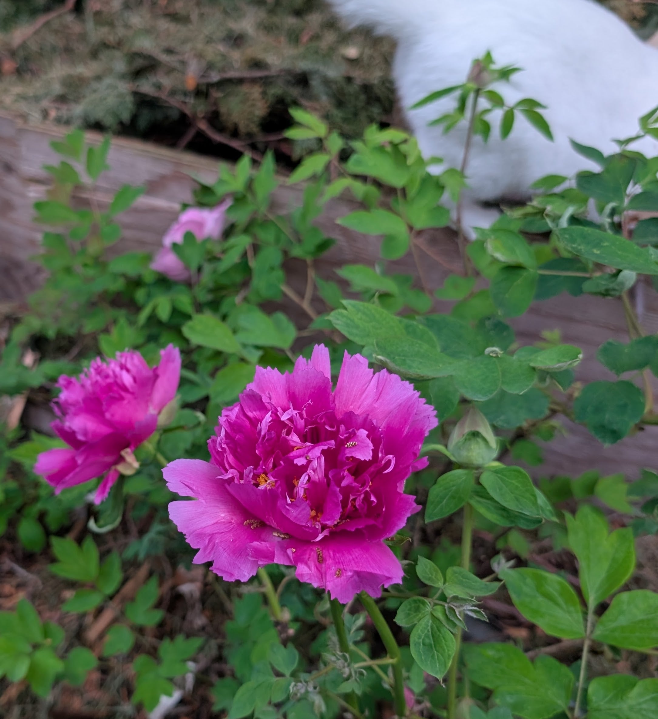 "Zi guan yu chi" large flower tree peony - Image 12