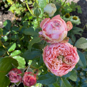 Sweet Harper garden rose plant flower bush deciduous shrub