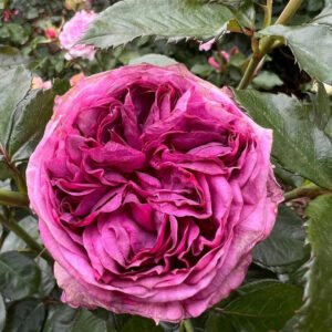 Thierry Marx garden rose plant flower bush shrub