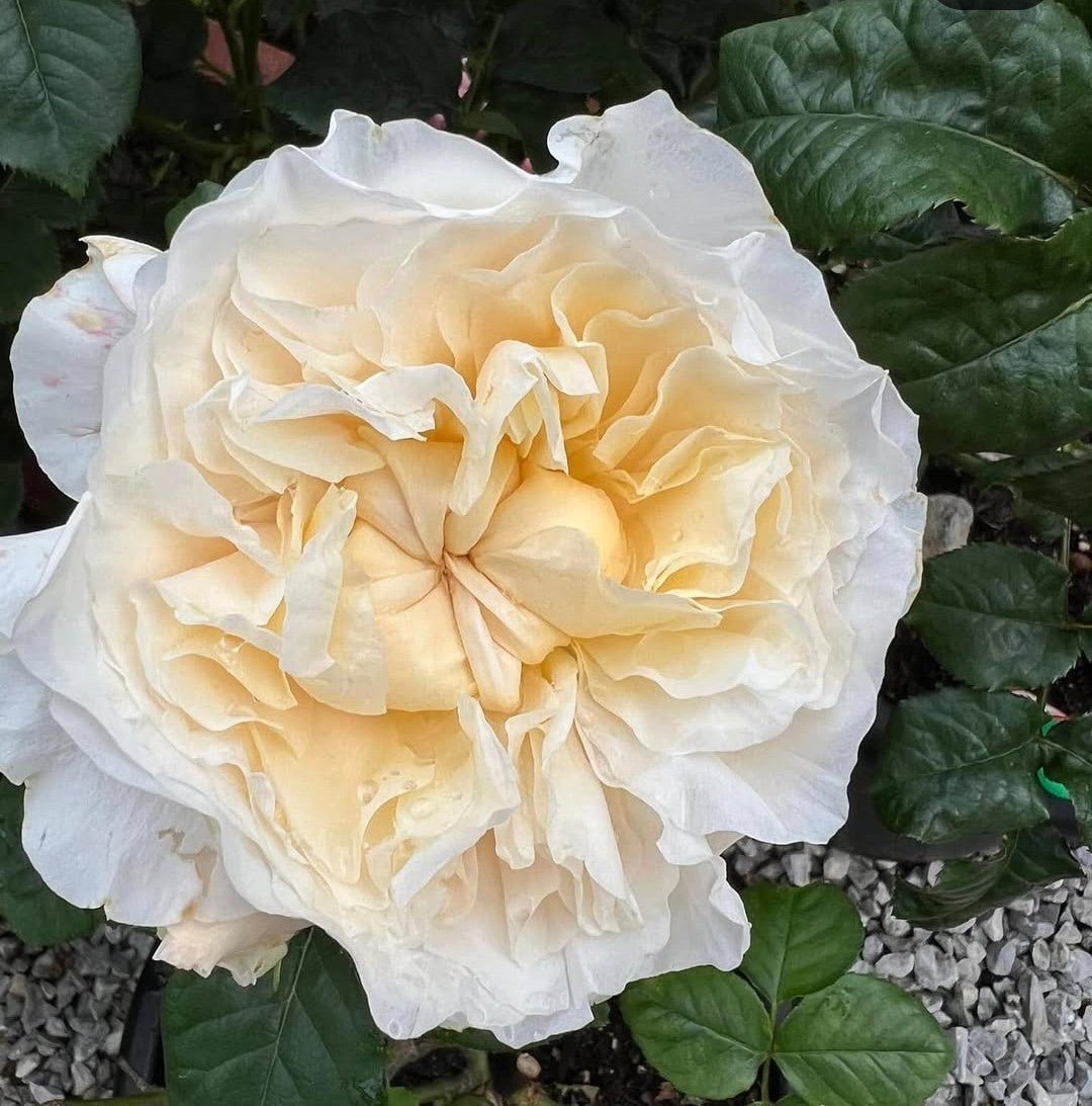 Wedding garden rose plant large flower bush deciduous shrub - Image 4