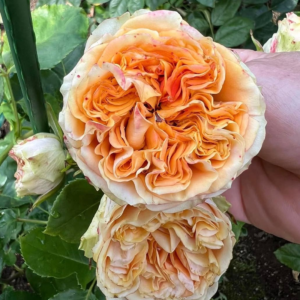 E. Summer garden rose plant flower bush shrub