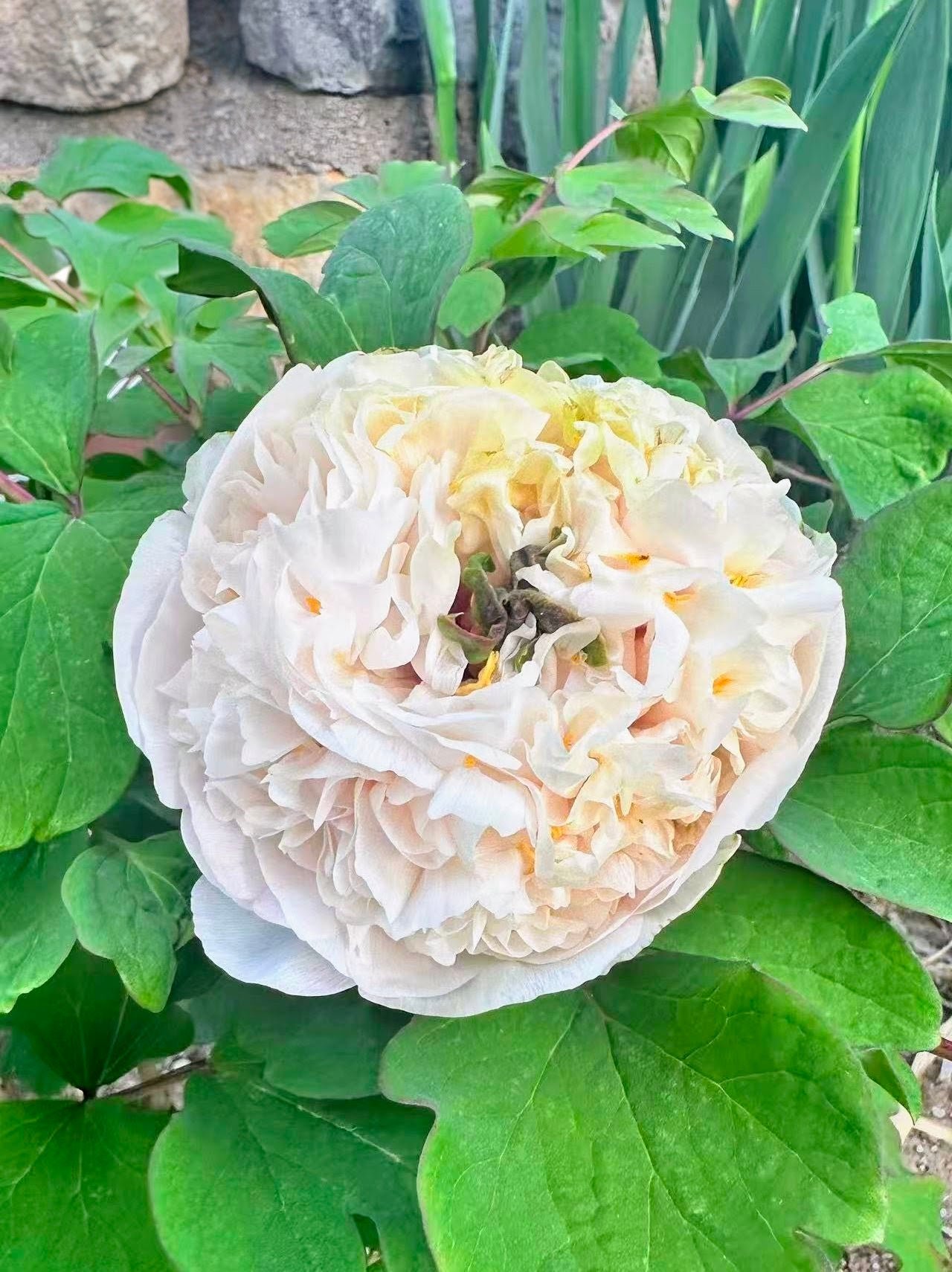 Yellow Emerald Feathers tree peony - Image 2