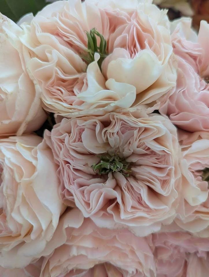 Wedding rose plant flower bush shrub - Image 3