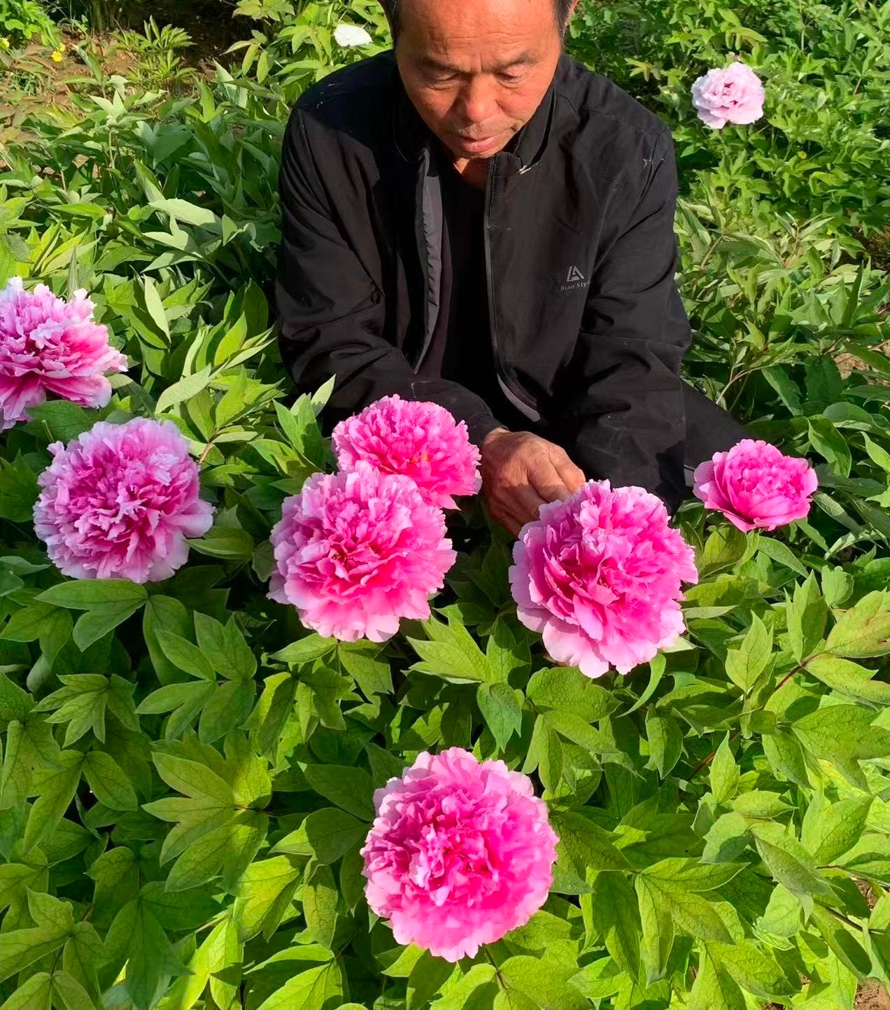 Tai Ping Hong tree peony - Image 2