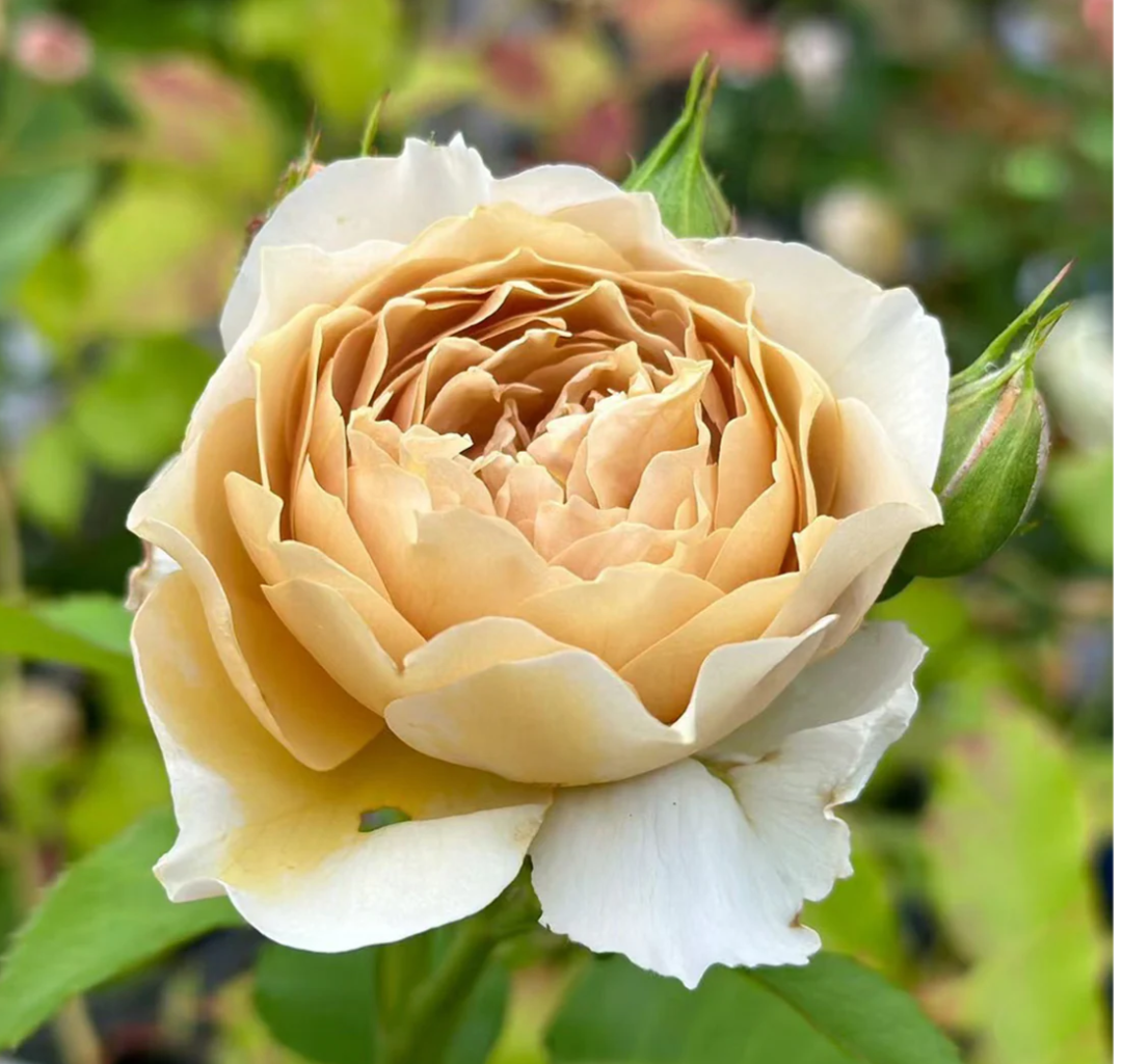 Charlotte Perriand Japanese garden rose plant flower bush shrub - Image 9
