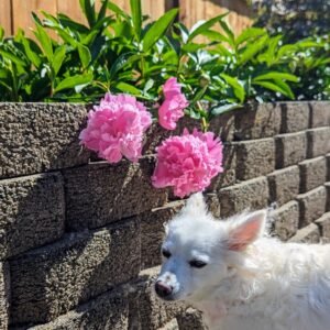 5 mixed mysterious herbaceous peony