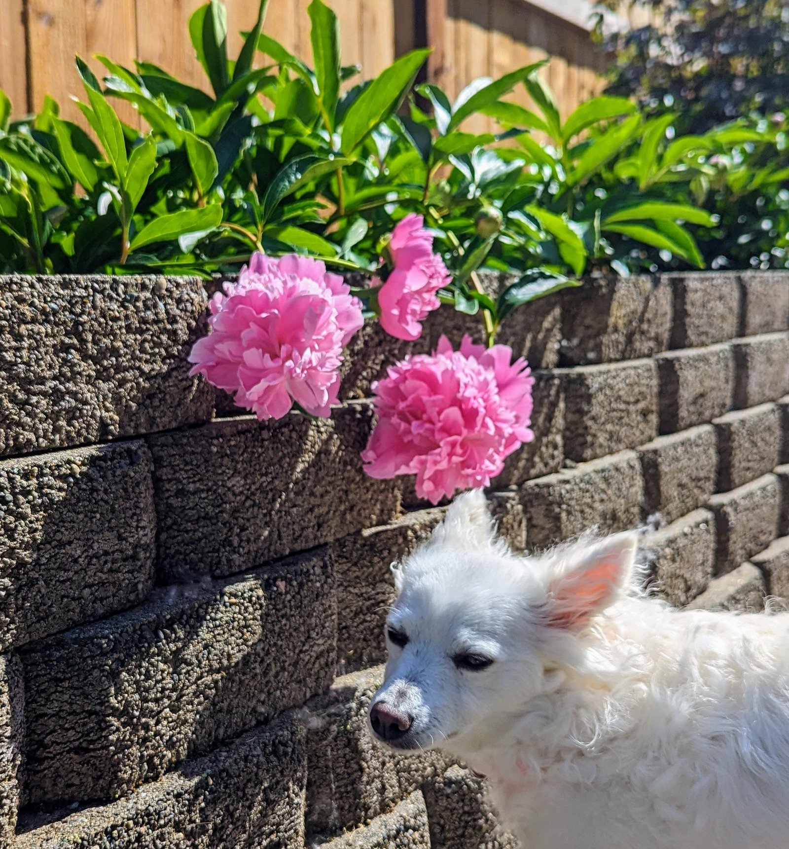5 mixed mysterious herbaceous peony