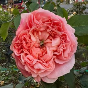 Bella Trendsetter softer thorns garden rose plant