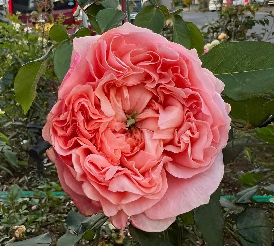Eve DA garden rose plant flower bush shrub - Image 2