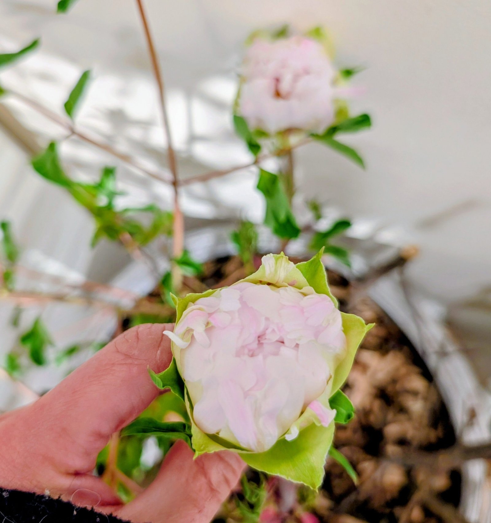 "Peach blossom in the snow" large flower tree peony - Image 18