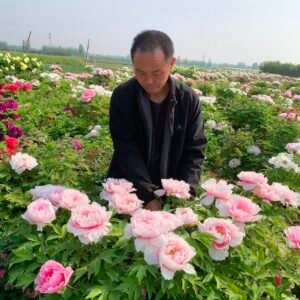 Hanakisoi Japanese large flower tree peony