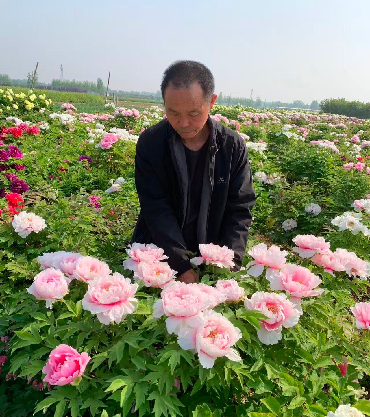 Random and lost tag large flower tree peony with flowers - Image 9