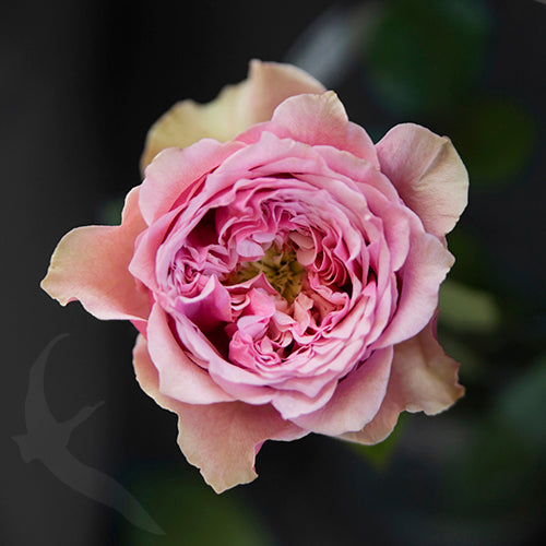 Pin Mon rose plant flower bush shrub - Image 2