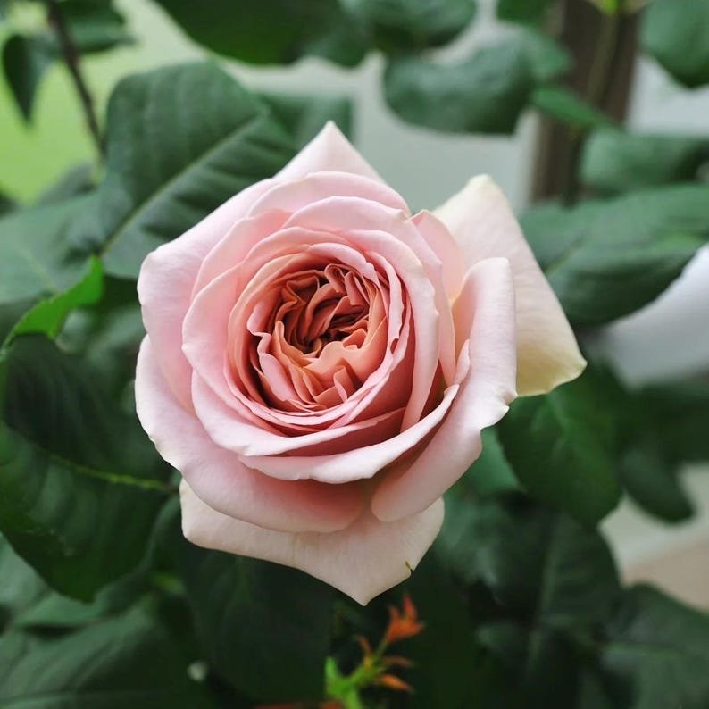 Cafe Latte garden rose plant flower bush shrub - Image 3