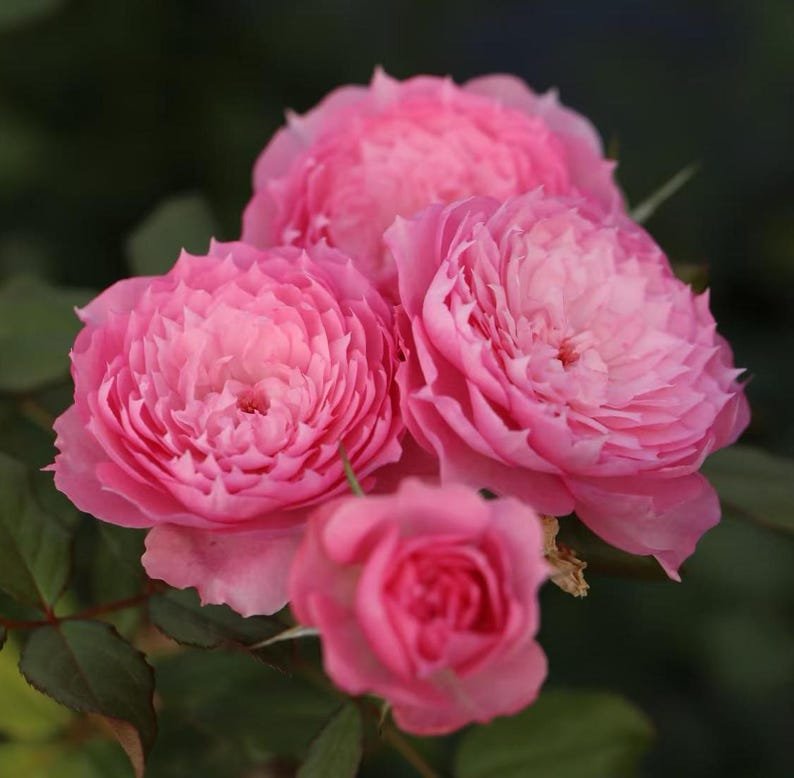 Rongrongyue Rong Rong Yue garden rose plant flower bush shrub - Image 2