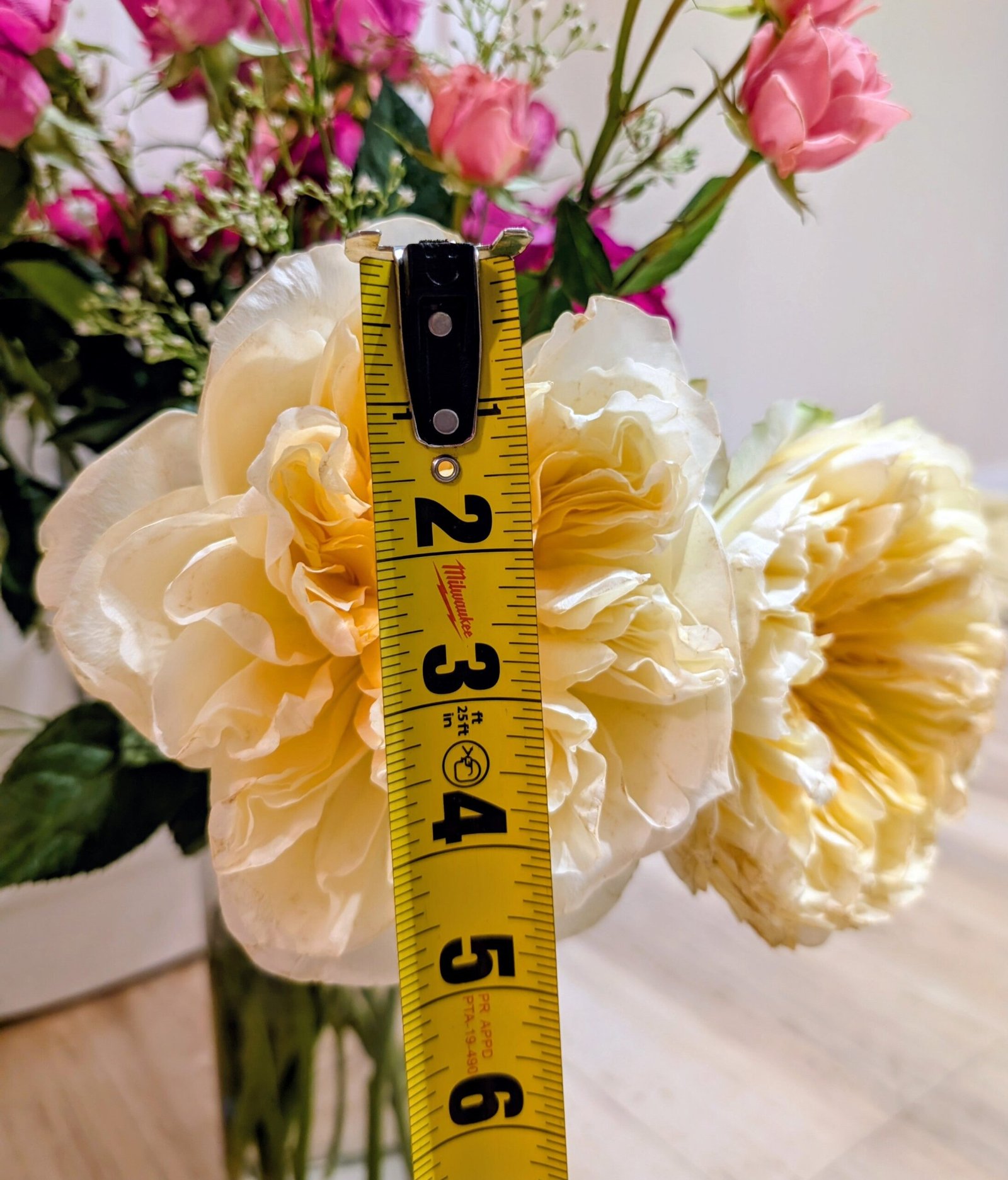 Antonia's Garden rose plant large flower bush deciduous shrub - Image 9