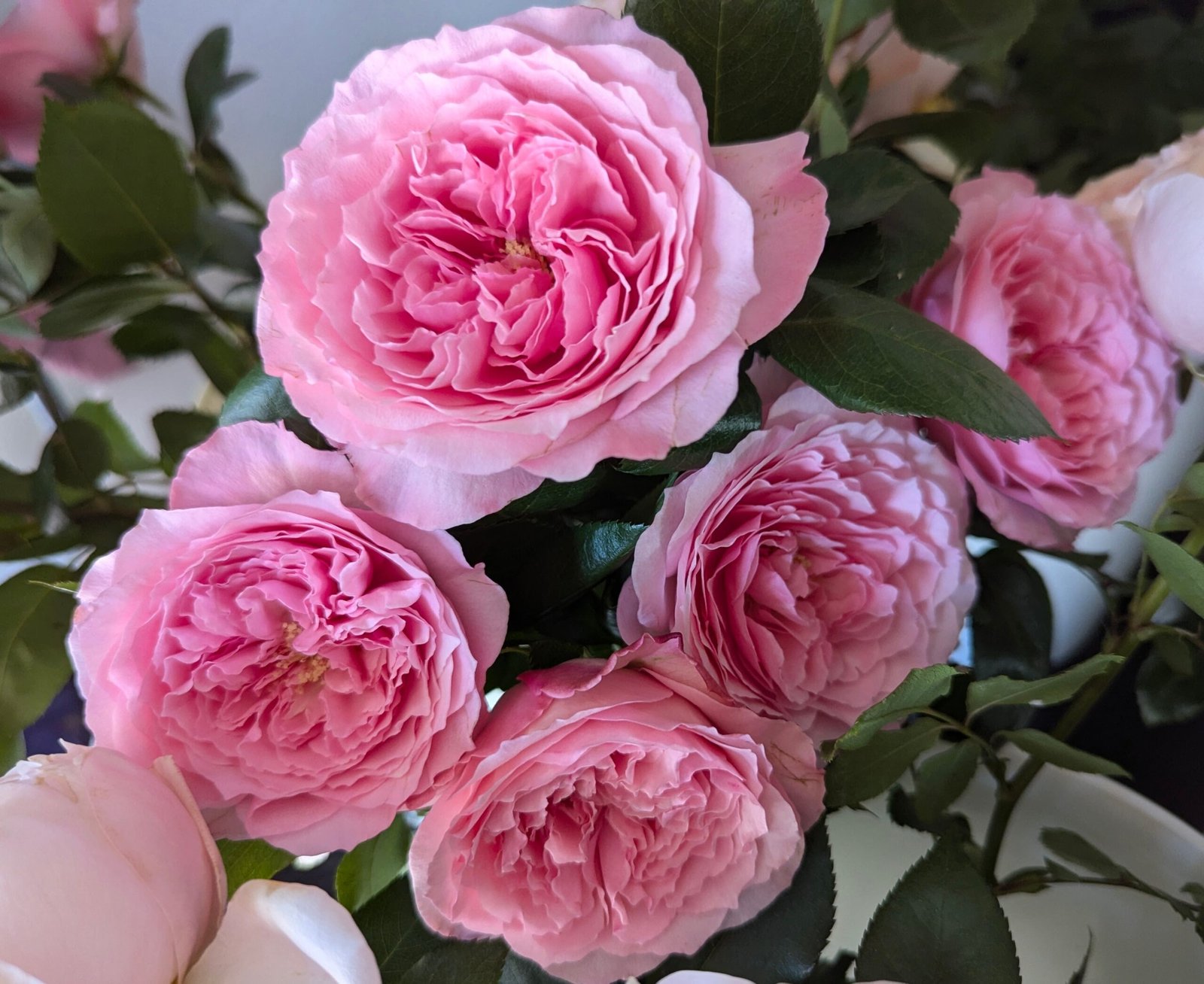 Mayra P. garden rose plant flower bush deciduous shrub - Image 4