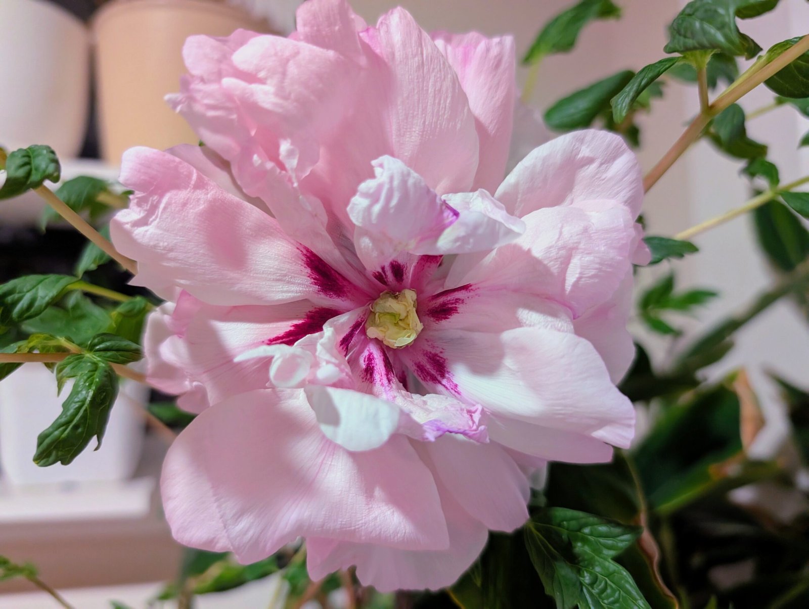 2 trees - Duo pink 2 large flower plants - Image 6