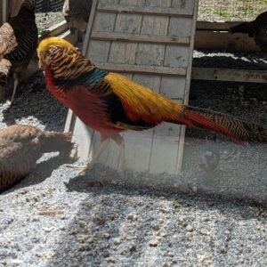 Male red golden pheasant