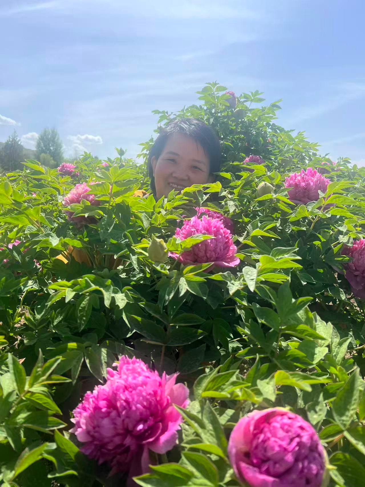Hong Lou Jing Meng tree peony - Image 2