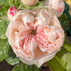 Sweet Diamond garden rose plant flower bush shrub