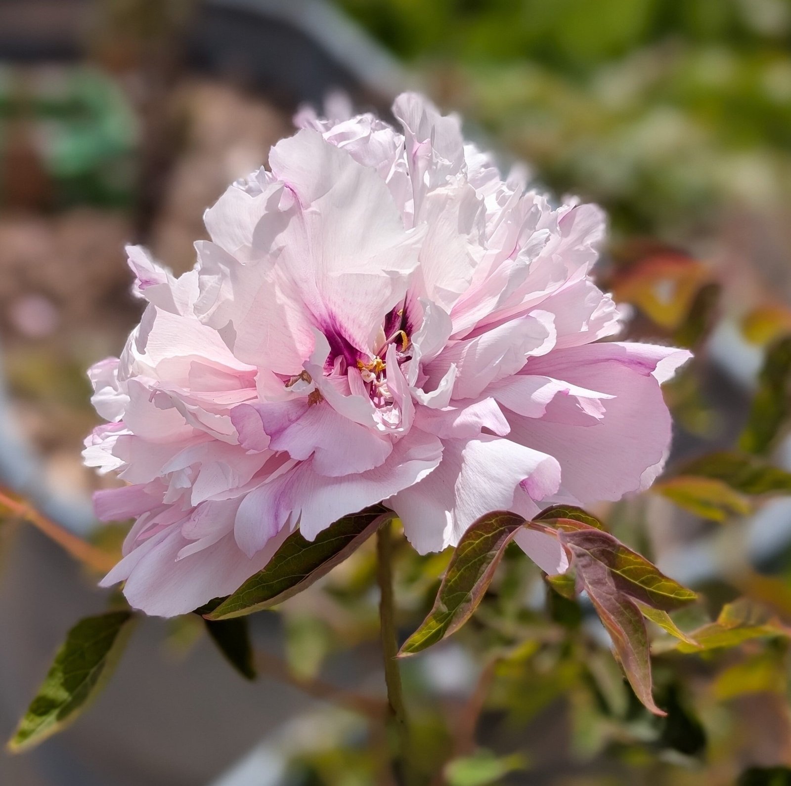 "Pink crown jade beads" tree peony - Image 13