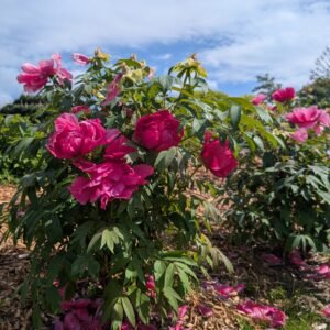 Tree Peony Red 2YR