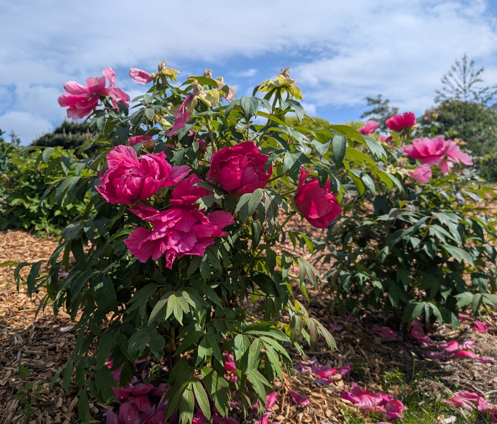 Tree Peony Red 2YR
