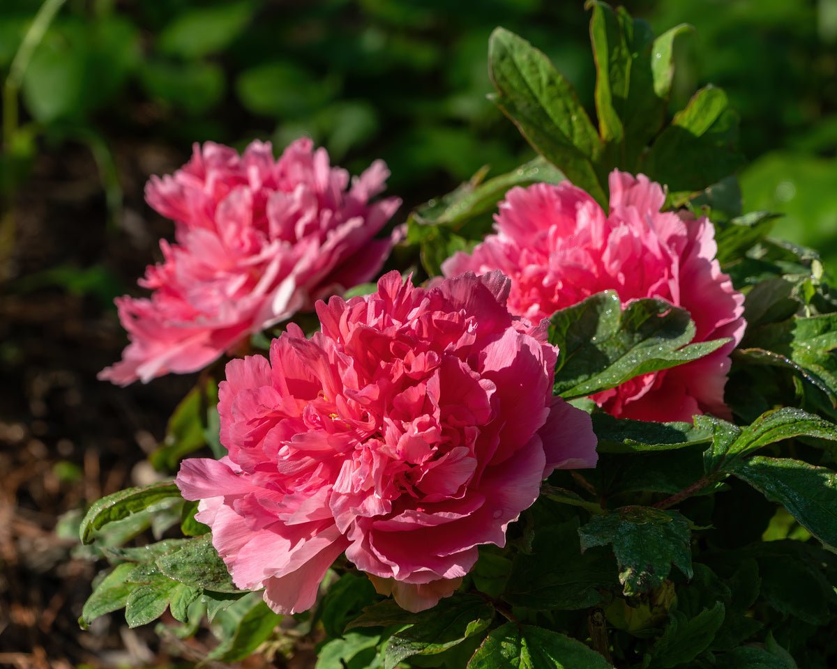"Large Hu's Red" large flower tree peony - Image 3