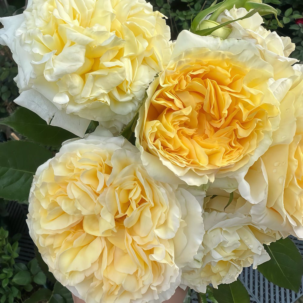 Sicilienne garden rose plant flower bush deciduous shrub - Image 3