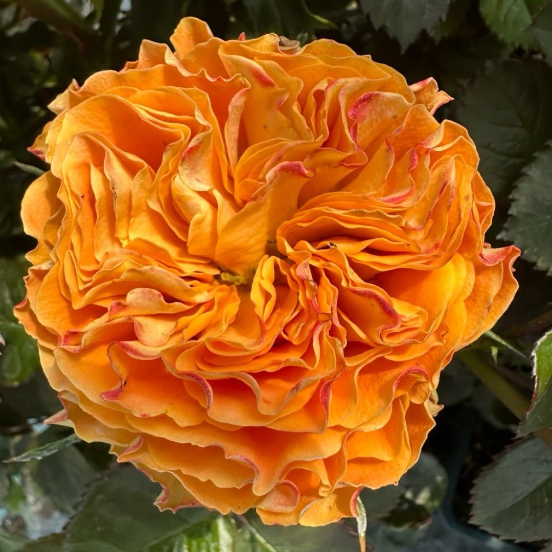 Copper Kiss garden rose plant flower bush - Image 2