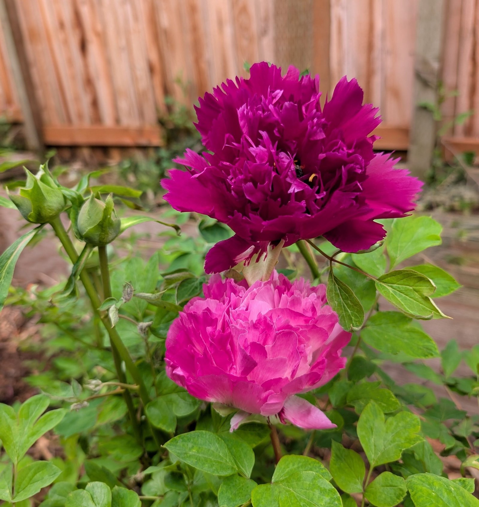 "Zi guan yu chi" large flower tree peony - Image 5